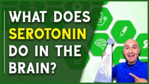 What Does Serotonin Do in the Brain Medical Terminology Neurotransmitter