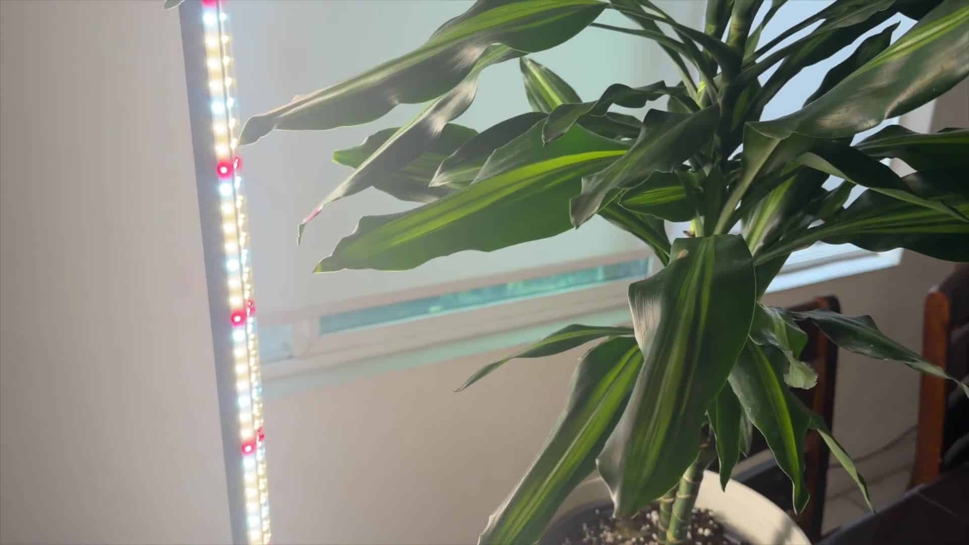 JESLED vertical grow light LEDs lighting a variegated Dracaena corn plant beside a window